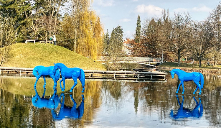 ANKETA: Modří koně v Šimkových sadech budí vášně. Jedni jsou nadšení, jiní nechápou