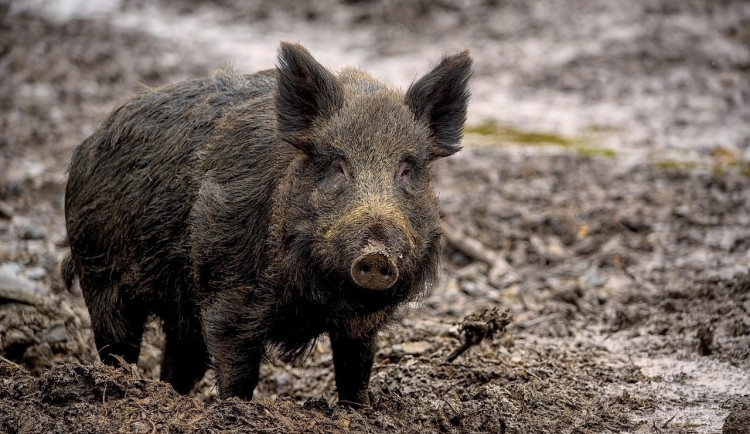 Okrajové části Brna sužují divočáci. Pomáhají odchytové klece nebo drony
