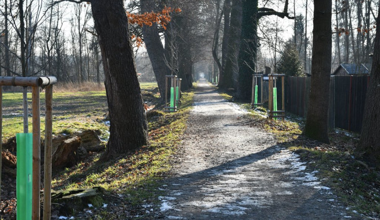 Stromolezci prořežou koruny stromů v památné aleji Kilometrovka, tři musí pokácet