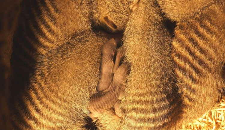 Mangusty v ostravské zoo mají přírůstek. Mláďata hlídá celá smečka