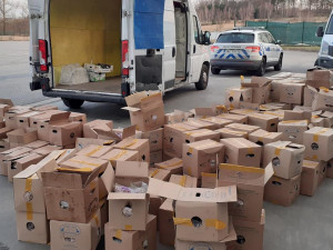 VIDEO: Celníci na Vysočině zadrželi tunu závadného masa. Pár kusů už mělo šedou barvu