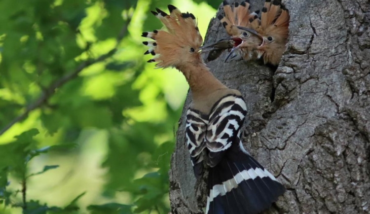 Budky pro dudky chocholaté. Ohrožený pták má na Písecku nové příbytky