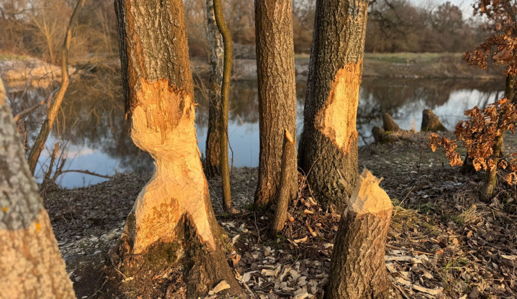 U Malše řádili bobři. Stromy okusují zejména v zimě, kdy hledají potravu