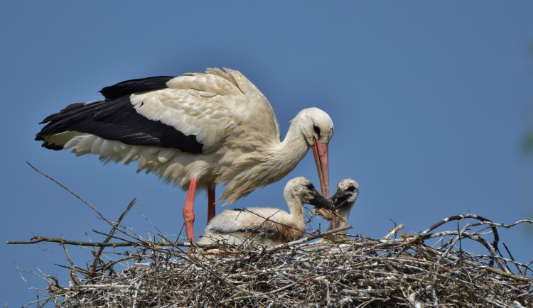 Dronař nebezpečně ohrozil hnízdo čápů. Následky by mohly být fatální