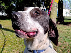 HLEDÁME PÁNÍČKA: Roční pejsek Cuba je plný energie. Nejlíp mu bude v aktivní rodině