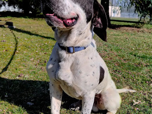HLEDÁME PÁNÍČKA: Roční pejsek Cuba je plný energie. Nejlíp mu bude v aktivní rodině