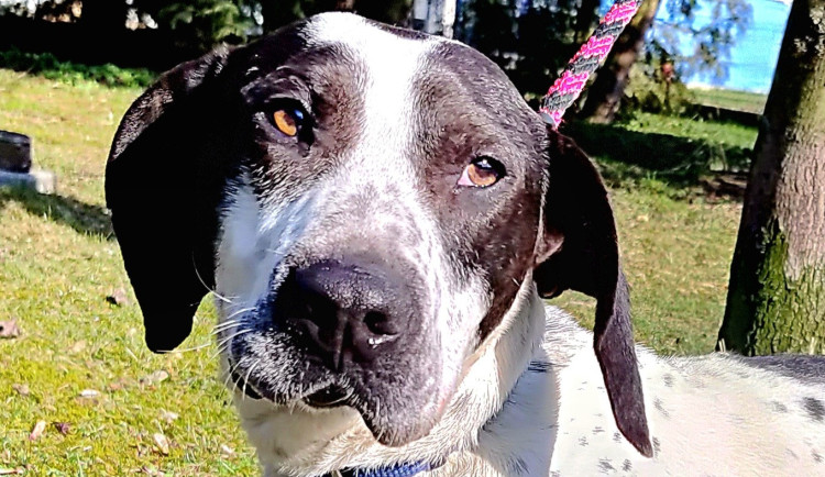 Roční pejsek Cuba je plný energie. Nejlíp mu bude v aktivní rodině