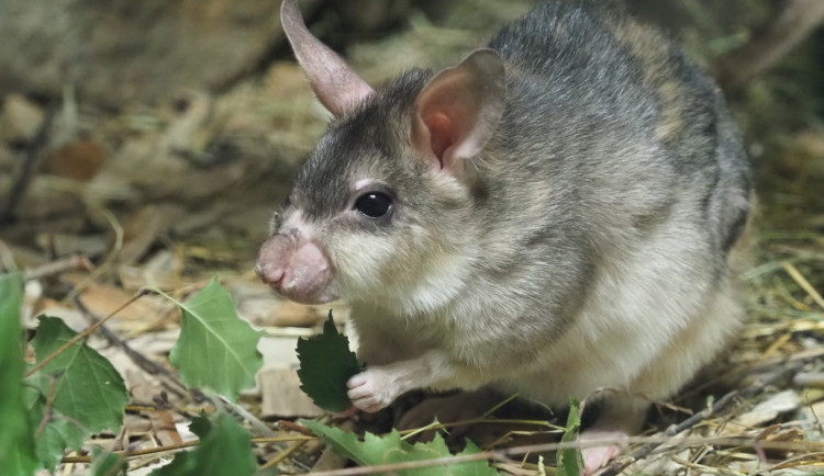 Ilustrační foto křečka velkého. Foto: Zoo Jihlava