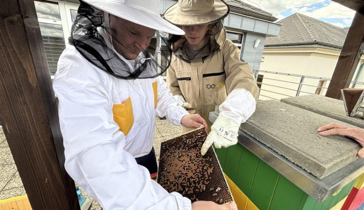 Na střeše krajského úřadu se včelám daří. Starají se o ně mladí včelaři. Foto: Kraj Vysočina