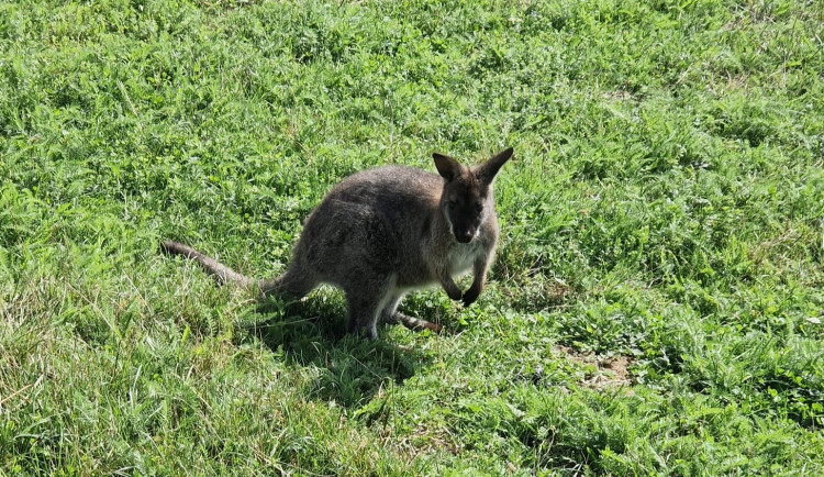 Tady se pase klokan, volal překvapený muž na tísňovou linku. Trochu to popletl