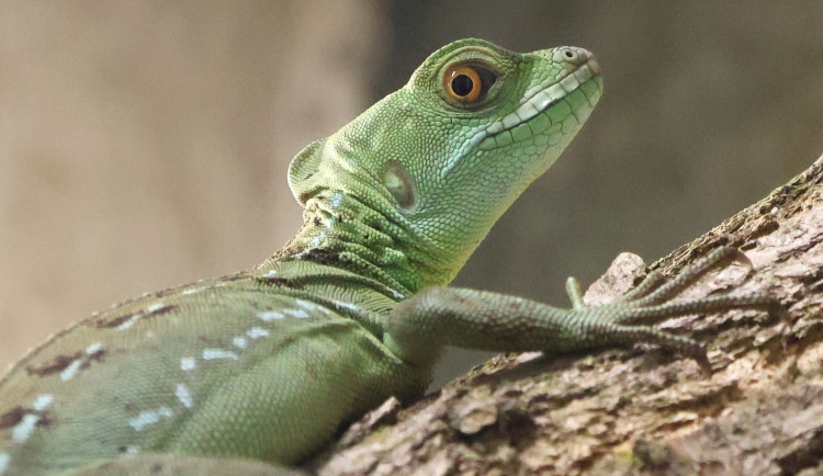 Do zoo v Hodoníně přibyl bazilišek zelený, dříve považovaný za mýtického tvora