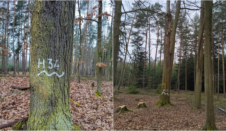Staré a poškozené stromy zůstanou v městských lesích jako útočiště pro živočichy