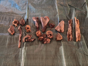 Vyzvednutí ostatku z krypty. Foto: Městský úřad Telč