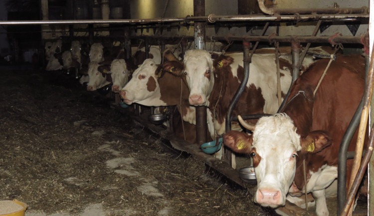 Na Vysočině řeší záběry týrání krav ze sedmi chovů, veterináři chystají kontroly