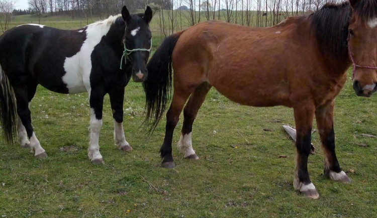 Zloděj odvedl chovného hřebce z výběhu v Heřmaničkách. Majitel prosí o pomoc