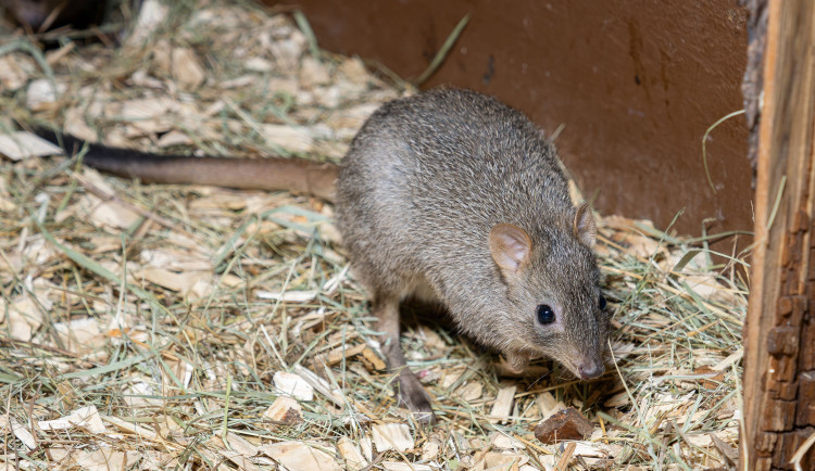 Malí houbaři v olomoucké zoo. Svatý Kopeček má nová mláďata klokanů
