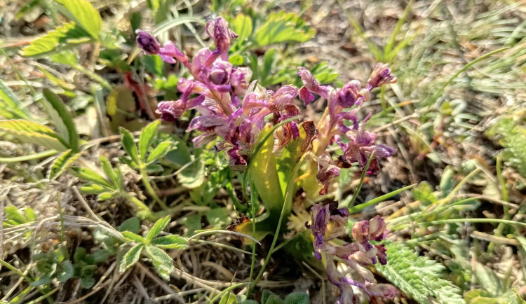 Sucho decimuje silně ohroženou orchidej. Rostliny jsou menší a často vůbec nekvetou