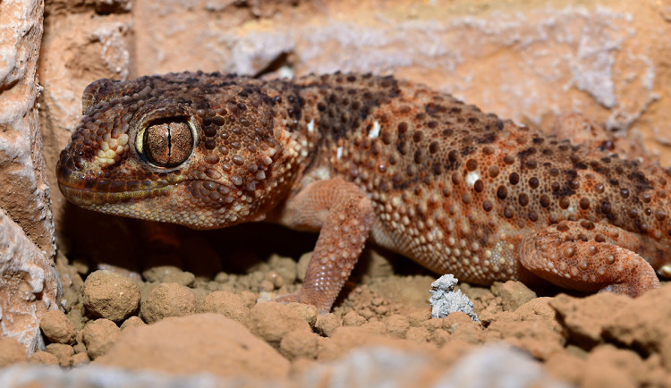 Exotičtí kobříci i gekon. Zoo Olomouc obnovila terária pro vzácné druhy