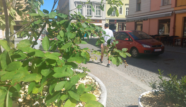 ANKETA: Nepříliš vysoké stromy a hnízda laviček oživují ulice v centru Jihlavy