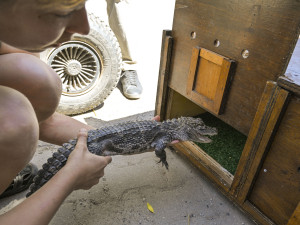 VIDEO: Jihlavská zoo předala do Polska dva ze tří odchovaných aligátorů čínských