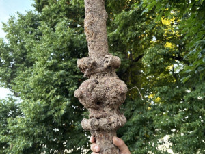 Ve Větrném Jeníkově bagrista vykopal hromadu železa. Může jít o historickou fontánu