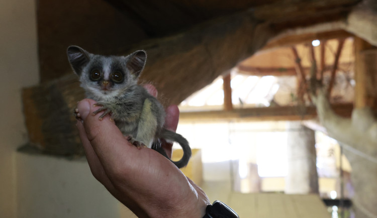 VIDEO, FOTO: V jihlavské zoo se rodí mláďata ze všech kontinentů světa