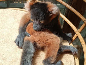 Vari červený. Foto: Zoo Jihlava