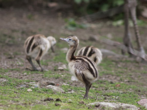 Nandu pampový. Foto: Zoo Jihlava