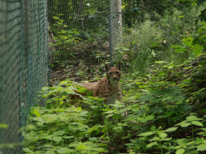 FOTO, VIDEO: Jihlavská zoo se po dvou letech vrátila k chovu rysů, pár dostala z Německa