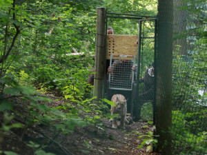 FOTO, VIDEO: Jihlavská zoo se po dvou letech vrátila k chovu rysů, pár dostala z Německa