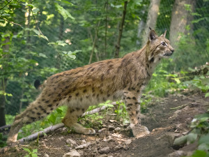 FOTO, VIDEO: Jihlavská zoo se po dvou letech vrátila k chovu rysů, pár dostala z Německa