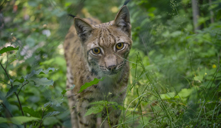 FOTO, VIDEO: Jihlavská zoo se po dvou letech vrátila k chovu rysů, pár dostala z Německa