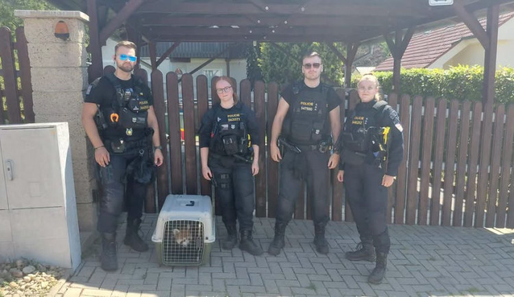 Pátrání skončilo úspěšně. Panda z brněnské zoo se schovávala na zahradě v Kníničkách