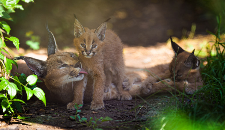V Zoo Praha se narodila dvě koťata karakalů. Přišla na svět pod širým nebem