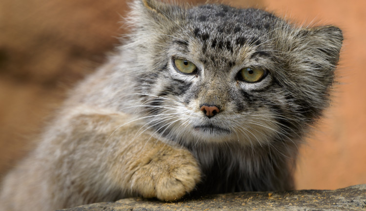 Zoo Praha nabízí prázdninovou večerní slevu. Vstupné vyjde na stovku