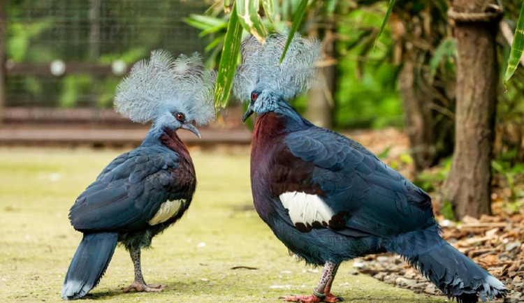 Zoo Ostrava po 15 letech odchovala první mládě korunáče Sclaterova