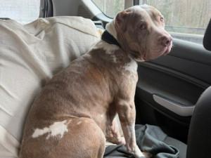 Daisy našla přes inzerát na internetu, teď u ní řeší vážné zdravotní problémy