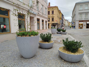 Problém s novou zelení v centru Jihlavy. Lidé vyhazují z květináčů kamenný mulč