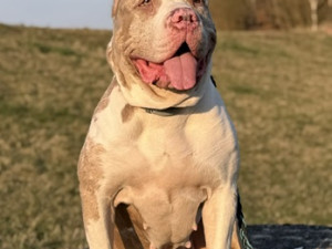 Daisy má za sebou těžkou operaci, teď jí čeká náročná a nákladná rekonvalescence