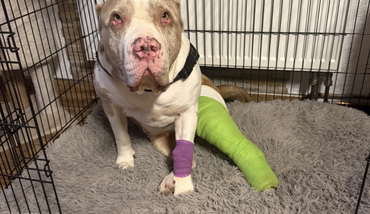 Daisy má za sebou těžkou operaci, teď jí čeká náročná a nákladná rekonvalescence