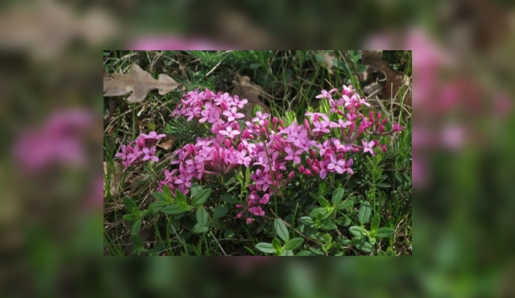 Botanici objevili na Třebíčsku neznámou populaci ohroženého lýkovce vonného