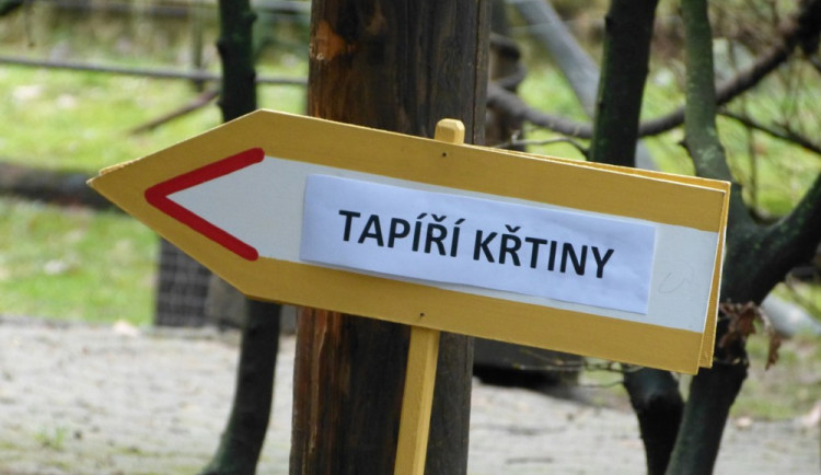 Jihlavská zoo pokřtila tapířího samečka.