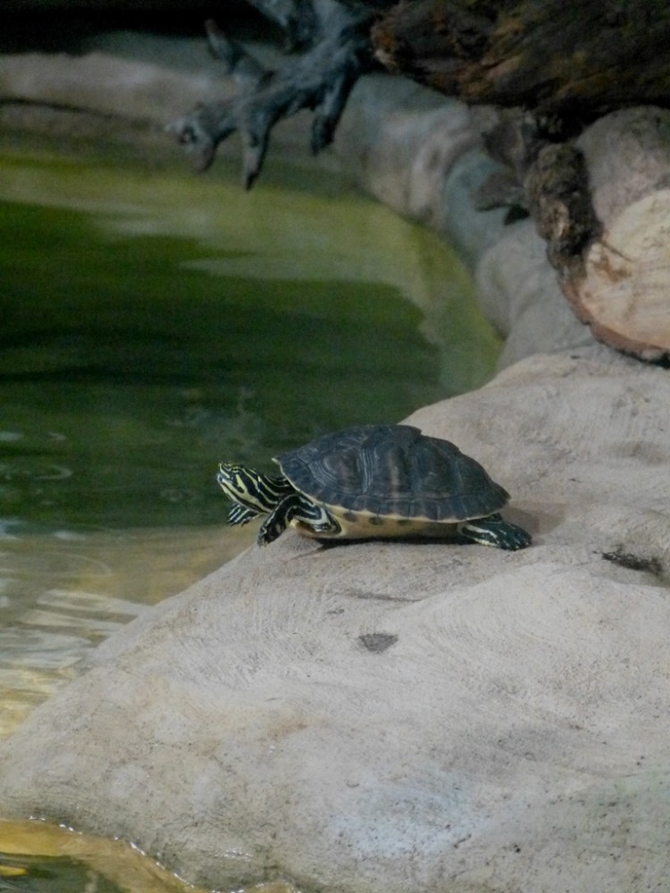 Večerní povánoční prohlídka jihlavské zoo