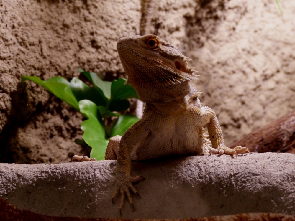 Večerní povánoční prohlídka jihlavské zoo