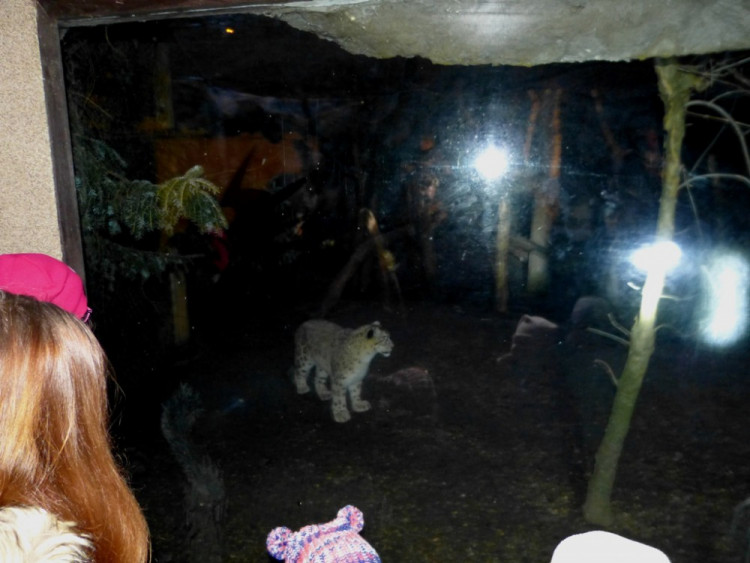 Večerní povánoční prohlídka jihlavské zoo
