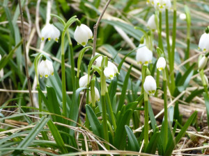 Bledule u Staré Říše