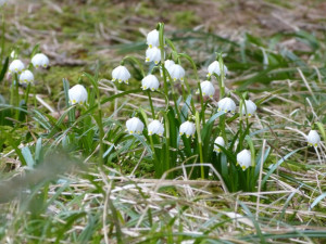 Bledule u Staré Říše