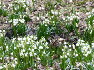 Bledule u Staré Říše