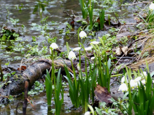 Bledule u Staré Říše