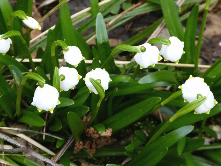 Bledule u Staré Říše